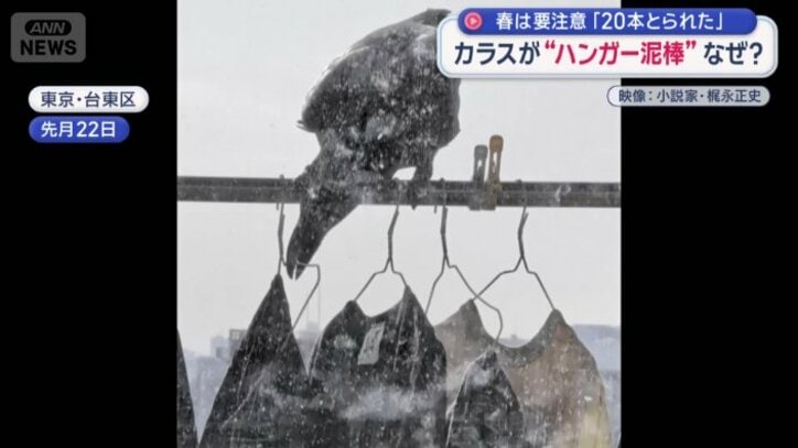 洗濯物を落とすカラス