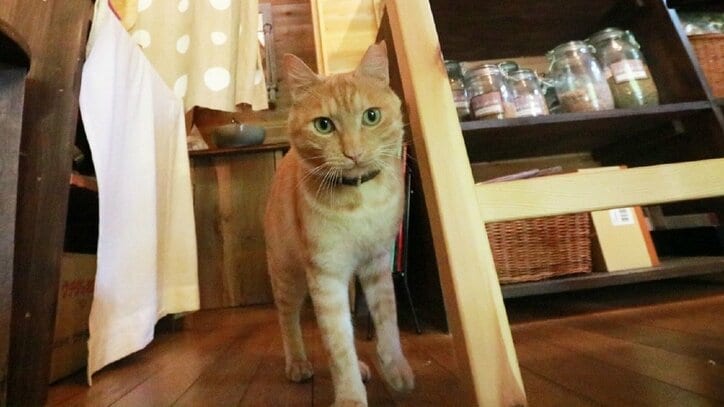 猫と旅、してみるニャ? 癒し系番組「旅猫ロマン」3作品が初放送