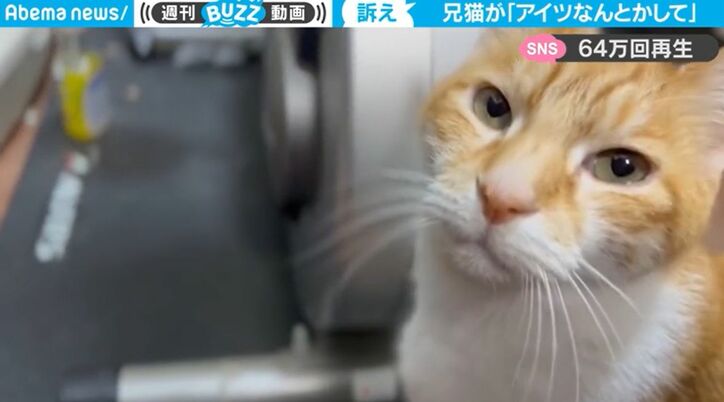 にゃんとかして！ 猫が飼い主に微妙すぎる表情で何かを訴えている… 「メッチャ顔で語ってるw」「困った顔の兄ちゃん猫とおてんば妹猫」