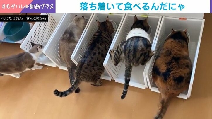 猫の驚きの食べ方