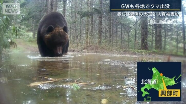 北海道のクマ