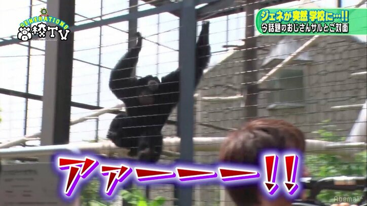 関口メンディー、おっさんボイスで人気のフクロテナガザル・ケイジ君と会話に成功!?