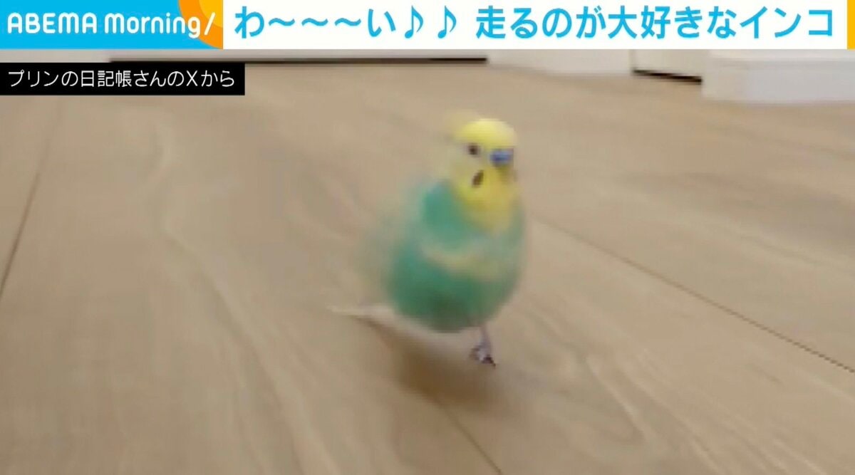 愛用していたインコです Budgie Talks. I Know Everything - YouTube