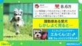“飛行犬“を撮ったはずなのに… 躍動感ある犬の写真がTwitterで話題「フィギュアにしてもらいたい」
