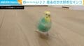 飛ばずにダッシュするインコ あまりの速さに飼い主「足の動かし方が最高です」