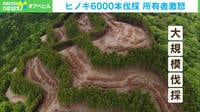 【映像】ヒノキ6000本伐採 所有者激怒