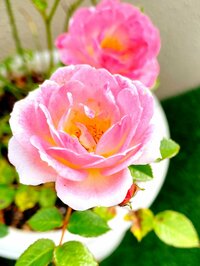 渡辺美奈代『婦人科検診』