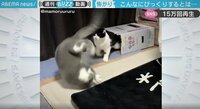 【映像】猫が見せた“超”リアクション
