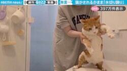「されるがままw」お風呂上がりの猫 無表情でキレキレの“水切りダンス”に「寝る前にほっこり！」「特に足の感じが素晴らしい」と絶賛の嵐