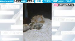 エサであるはずのアサリがまさかの逆襲！身動きがとれないカブトガニ、立場が逆転した緊迫の戦い…貴重な映像が話題に