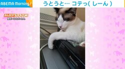 ウトウト猫が寝落ちするまでの一部始終 何度も見てしまう無防備な姿に「ずっっとかわいい」「おやすみなさいｗ」視聴者メロメロ