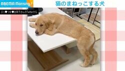 猫の真似する大型犬 テーブルの上でくつろぐも…後ろ足は我慢？