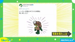 食べたキウイの数なら分かる 投稿者の見せた“証拠写真”にゼスプリ公式が驚愕「いったい何個の栄養を吸い取った!?」