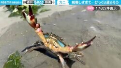 「やんのか、コラァ！」両腕のハサミを広げて威嚇するカニ ひっくり返りそうになるも体勢維持する姿に「人間視点だと笑えるけど、カニ側は必死」と反響