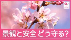 10mの巨木が突然倒木も お花見名所を襲う“老木化” 景観と安全どう守る？
