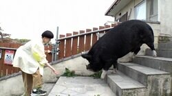 飼い主「どうやって連れていけば…」“200キロ黒豚”の引っ越し 2tトラック用意するも悪戦苦闘…完了なるか？