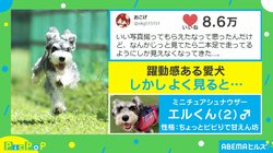 “飛行犬“を撮ったはずなのに… 躍動感ある犬の写真がTwitterで話題「フィギュアにしてもらいたい」