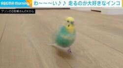 飛ばずにダッシュするインコ あまりの速さに飼い主「足の動かし方が最高です」