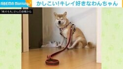 散歩後の足拭きを待つワンコ 準備バッチリな“ポーズ”が話題に 「すごい『技』持ってますね」「賢い座り方」