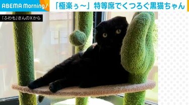 極楽ぅ～」“特等席”でくつろぐ猫の姿に「涼しいニャ～」「何とも言え