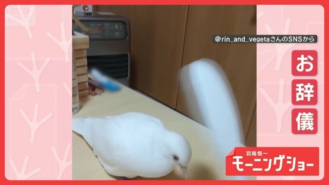 背筋ピーンでお辞儀　律儀なハトさん　お相手は…しゃもじ！　なぜあいさつしてる？ 1枚目