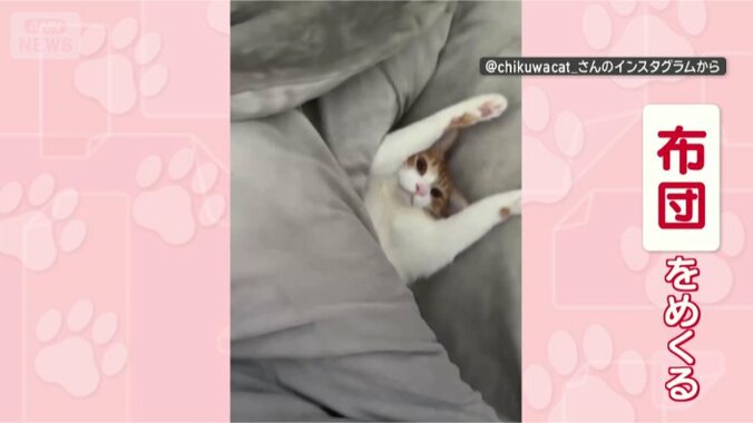 あ！お布団めくったニャ！！