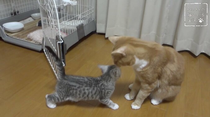 猫「お姉ちゃんって呼んでもいい…？」 姉妹のドキドキ10日間を放送決定 13枚目