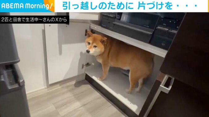 柴犬のぽちちゃん