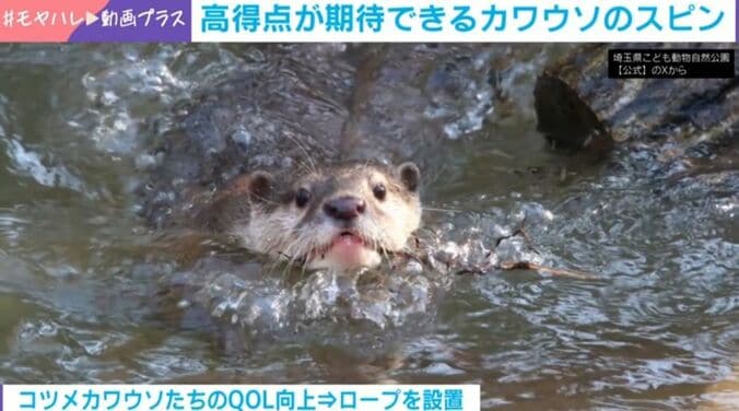 コツメカワウソ
