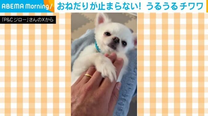 チワワのちろくん