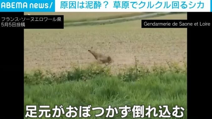 シカ