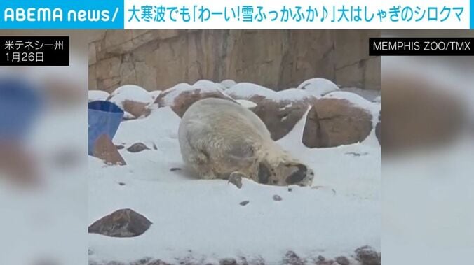 転がるシロクマ