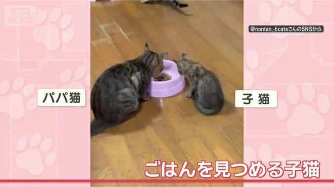 ごはん、おいしそう