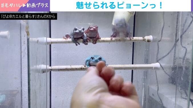 イエアメガエル