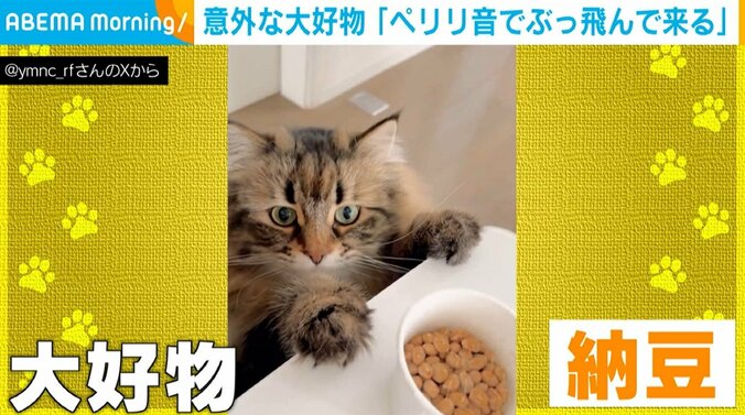 サイベリアンのヤマネコくん（4歳）