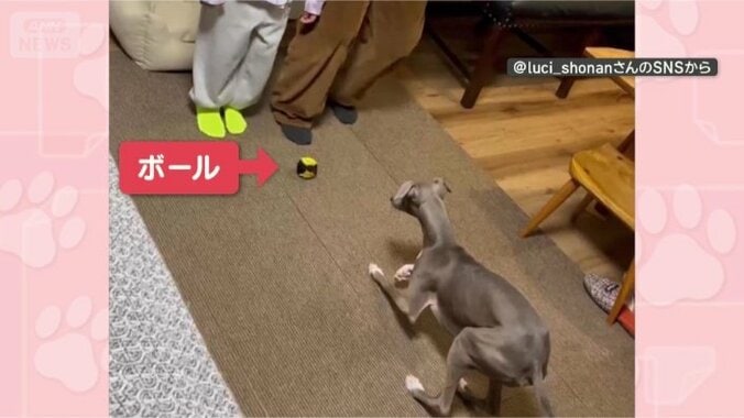 遊んでほしいワン