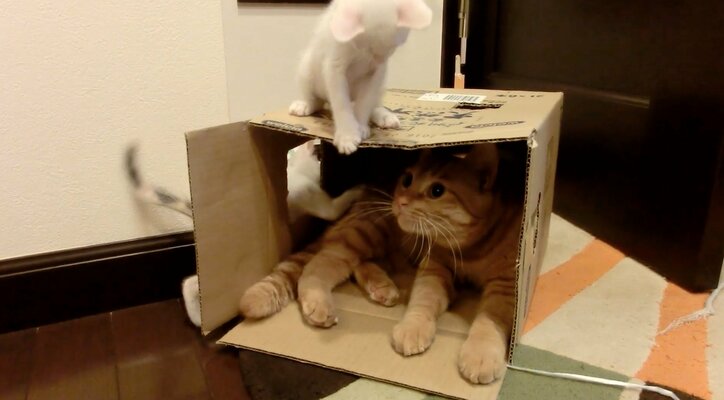 「僕、お兄ちゃんになるの？」 茶トラ猫“ひろし”に可愛すぎる兄妹誕生