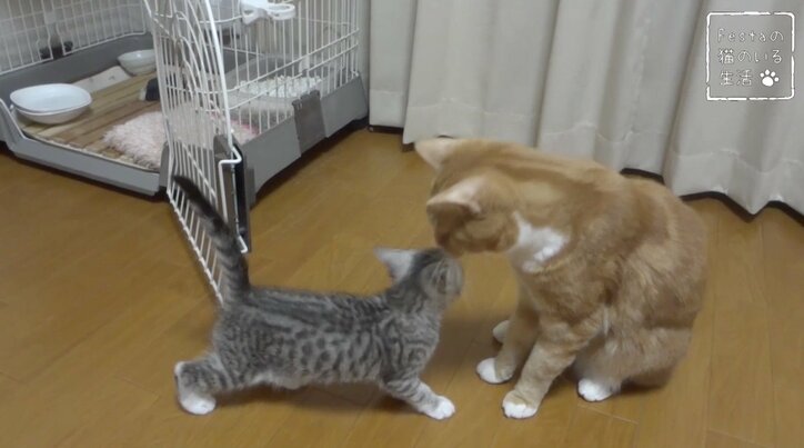 猫「お姉ちゃんって呼んでもいい…？」 姉妹のドキドキ10日間を放送決定