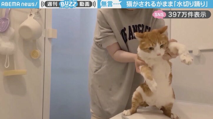 猫「ふらぺさん」
