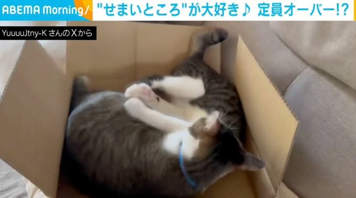 猫のポポちゃんとパンちゃん