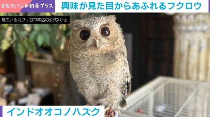 インドオオコノハズク