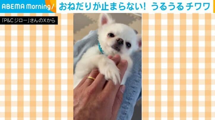 チワワのちろくん