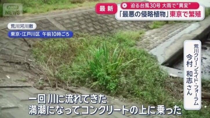 ナガエツルノゲイトウが繁殖