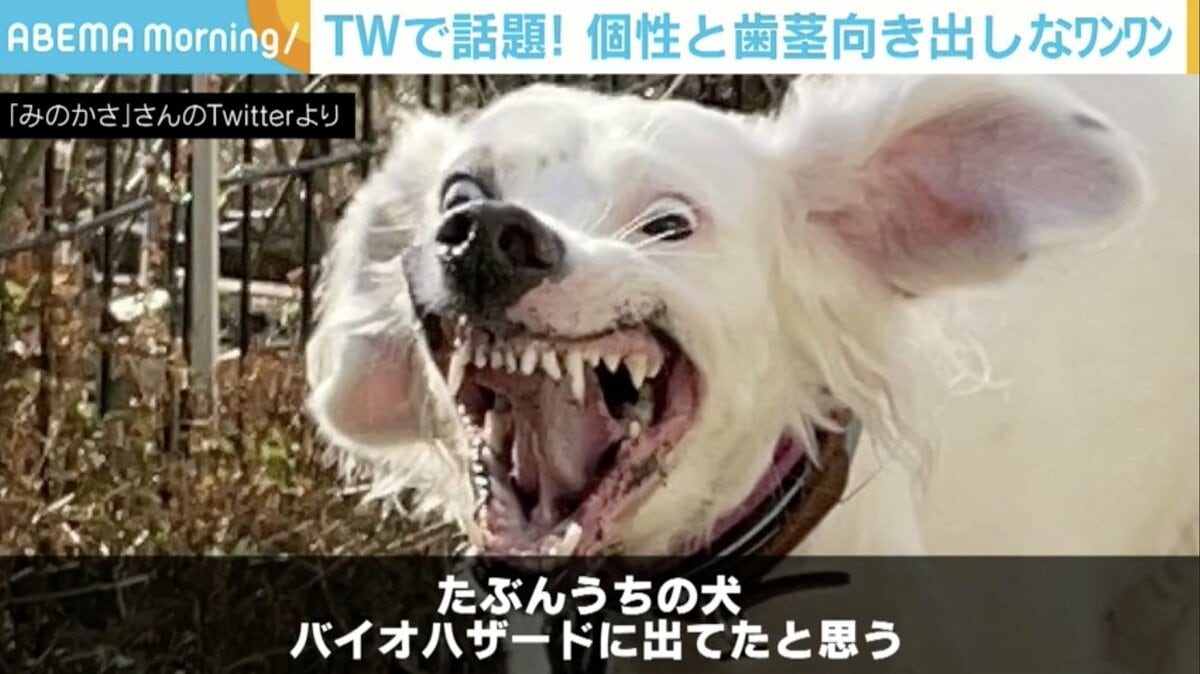 ケルベロスのよう」「魔除けにしたい」 “うちの犬、バイオハザードに出てたと思う”投稿写真に反響 | 国内 | ABEMA TIMES | アベマタイムズ