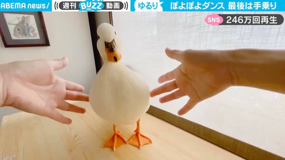 運動するアヒル！！！！！！！ 走るアヒル🪿💨 私が動くと何かを期待して 猛ダッシュで集合する
