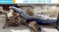 遊んでいる途中に寝落ち? ぬいぐるみを“ガブリ”としたまま眠る子猫に反響