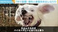 「ケルベロスのよう」「魔除けにしたい」 “うちの犬、バイオハザードに出てたと思う”投稿写真に反響
