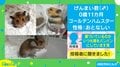 「頬はともかく顔！ｗｗ」エサをパンパンに詰めすぎた欲張りハムスターの“衝撃的な末路”に反響