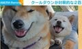 ヘソ天！白目！舌でろ～ん！ 飼い主もビックリな“ホラー顔”で「クールダウン」する柴犬に反響