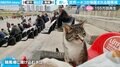 競馬場なのに“猫だらけ”の珍光景…150万人を癒した“世界一ネコが保護されるレース場”の日常にほっこり